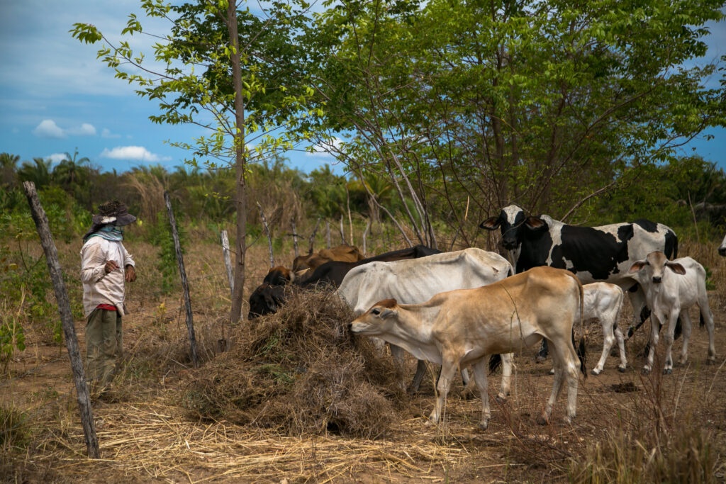 Prefeitura de Timon investe em Desenvolvimento Rural e colhe bons frutos