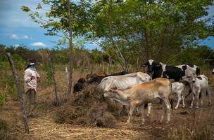 Prefeitura de Timon investe em Desenvolvimento Rural e colhe bons frutos (Foto: Divulgação)