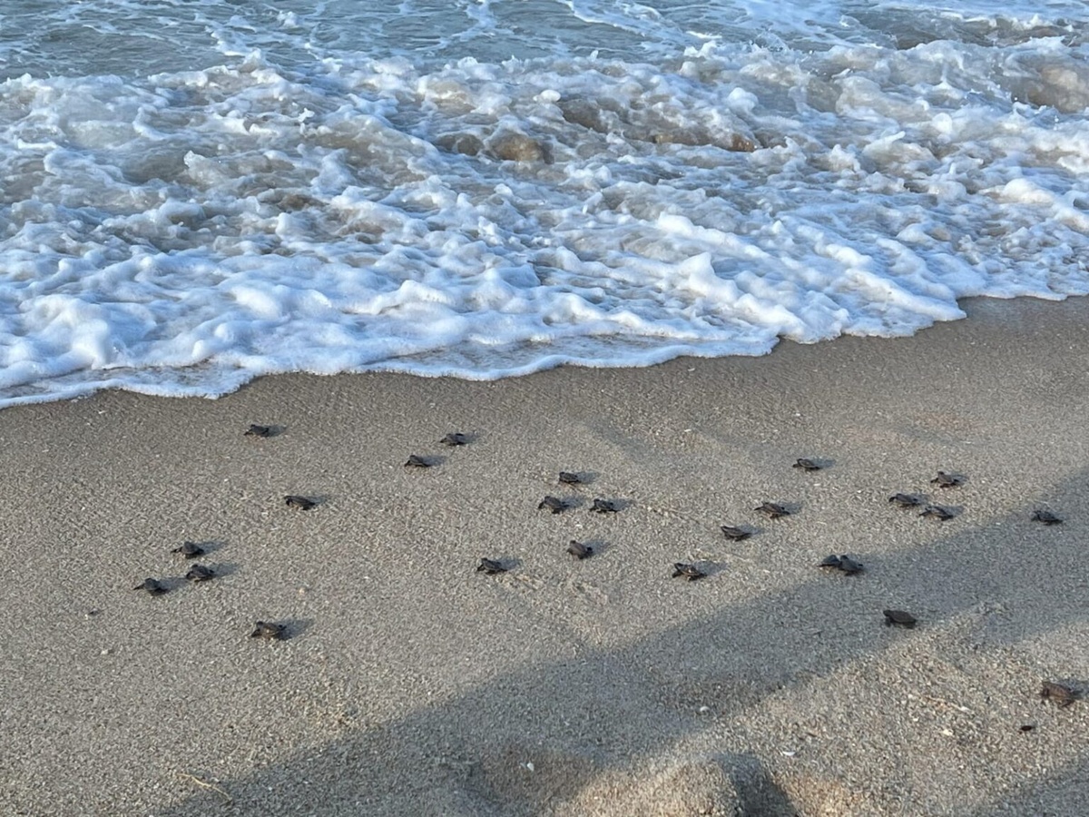 O momento foi apreciado por visitantes do litoral; ao todo, 200 tartarugas se encontraram com o mar