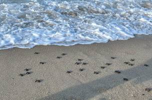 O momento foi apreciado por visitantes do litoral; ao todo, 200 tartarugas se encontraram com o mar (Foto: Divulgação)