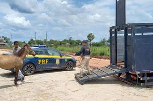 Operação Armentum: PRF recolheu 18 animais soltos às margens da BR 343 entre Altos e Campo Maior (PI) (Foto: Divulgação)