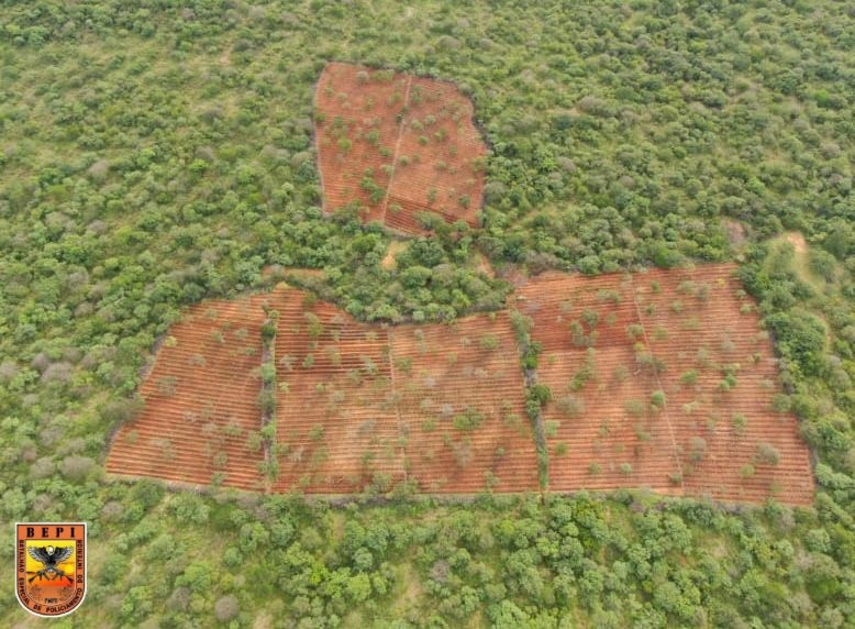 Plantação de maconha é encontrada no Piauí