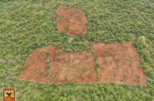 Plantação de maconha é encontrada no Piauí (Foto: Divulgação)