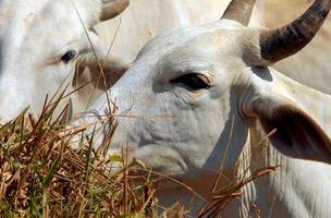 Vaca louca: Sada e Adapi reforçam orientações aos produtores do Piauí (Foto: Agência Brasil)