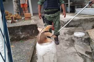 Batalhão de Polícia Ambiental realiza resgate de animais silvestres em Teresina (Foto: Divulgação)