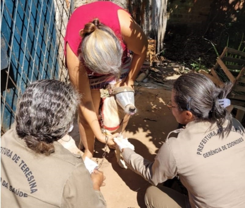 FMS inicia nesta quarta encoleiramento de cães contra leishmaniose