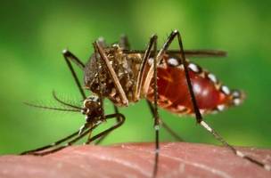 Mosquito da dengue (Foto: Portal Brasil)