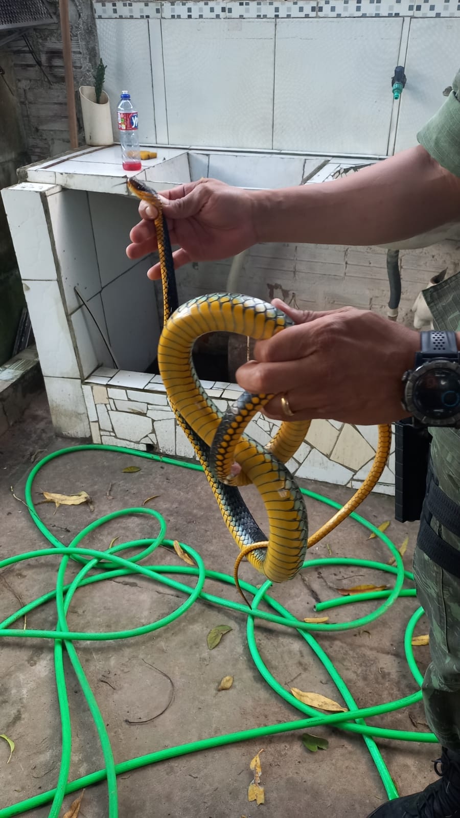 Serpentes resgatadas pela Polícia Ambiental