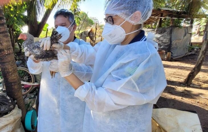 Gripe aviária: Sada e Adapi fazem plano de vigilância em 21 municípios do Piauí