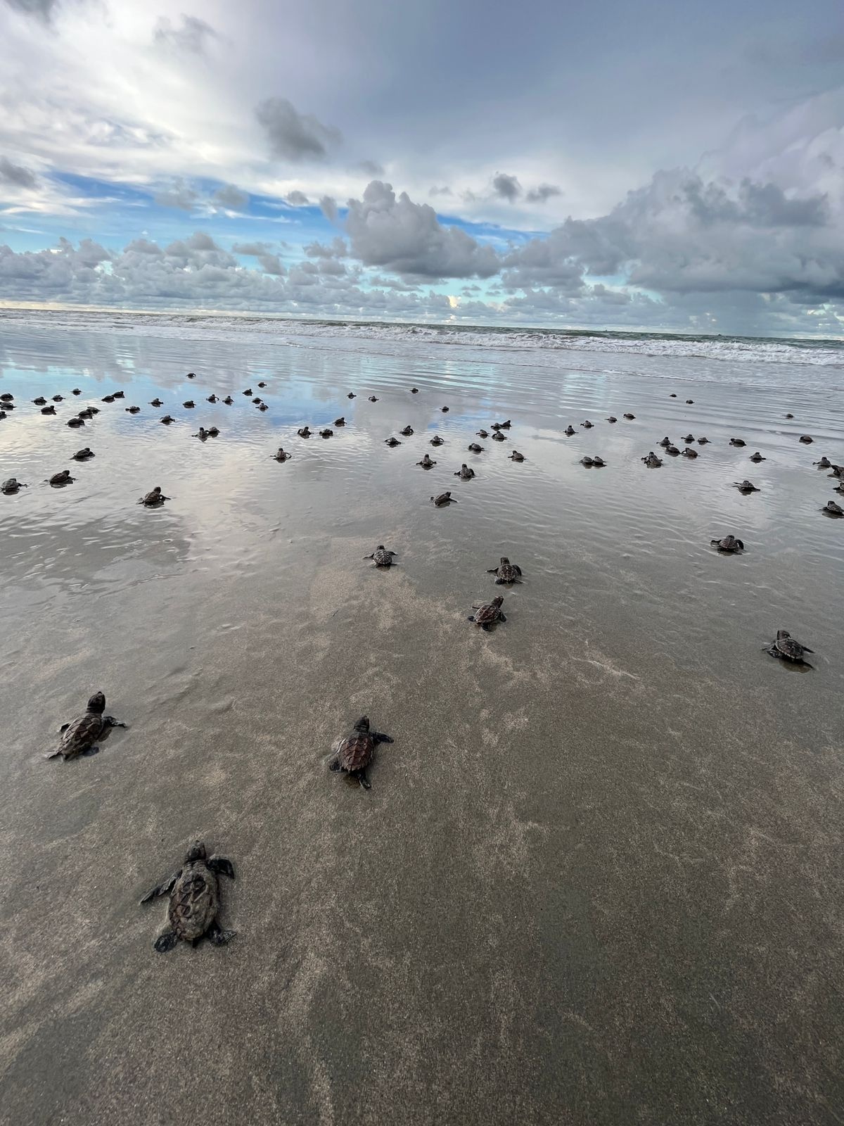 Mais de 300 filhotes de Tartarugas Marinhas nasceram no litoral do Piauí