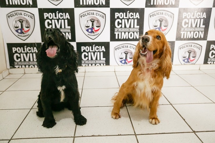 Cães farejadores fortalecem combate ao tráfico de drogas em Timon e cidades vizinhas