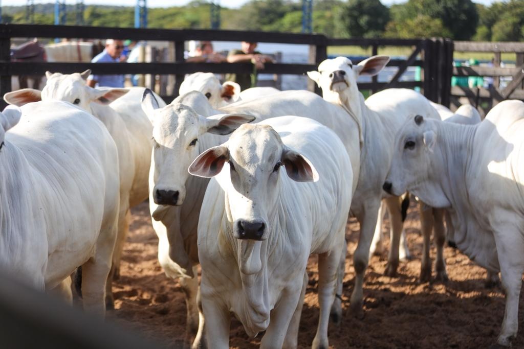 Governador reafirma meta de chegar em 2025 com rebanho do Piauí livre de febre aftosa sem vacinação