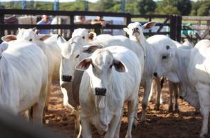 Governador reafirma meta de chegar em 2025 com rebanho do Piauí livre de febre aftosa sem vacinação (Foto: Divulgação)