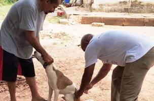 Vacinação Antirrábica continua na zona Rural de Timon neste sábado e domingo, 22 e 23 de julho (Foto: Divulgação)