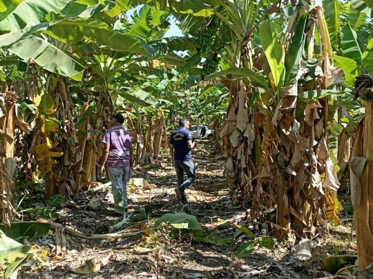 Adapi identifica foco da praga sigatoka negra em lavoura de banana no Piauí