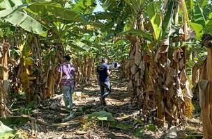 Adapi identifica foco da praga sigatoka negra em lavoura de banana no Piauí (Foto: Divulgação)