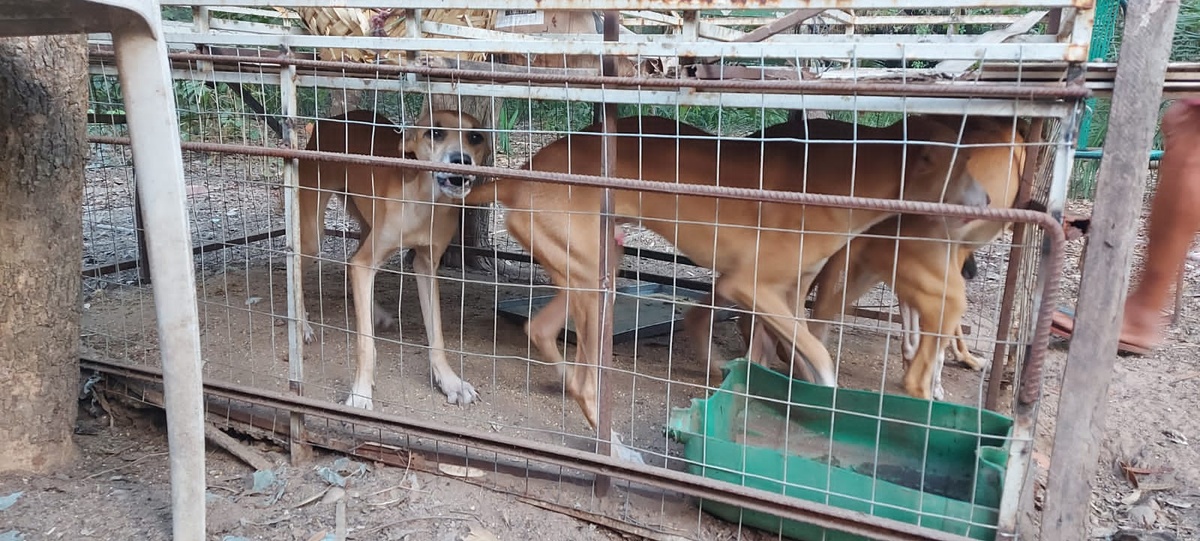 BPA prende homem em flagrante por maus tratos e resgata 9 cachorros