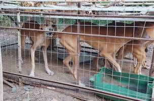 BPA prende homem em flagrante por maus tratos e resgata 9 cachorros (Foto: Divulgação)