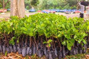 SAF entrega mais de 150 mil mudas de caju no Território do Vale do Rio Guaribas (Foto: Divulgação)