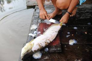 Semarh fiscaliza pesca ilegal no período do piracema no Piauí (Foto: Agência Brasil)