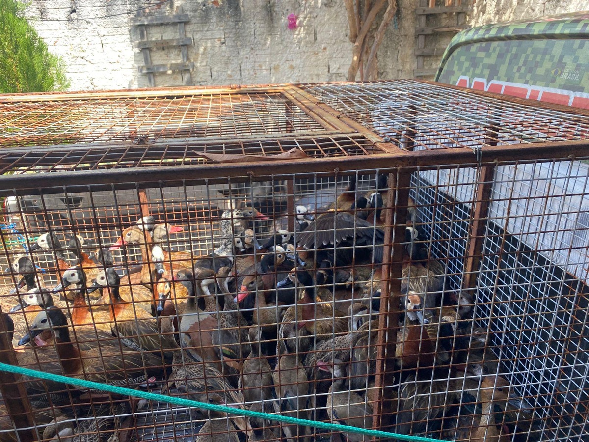 PM apreende grande quantidade de aves silvestres no litoral do Piauí