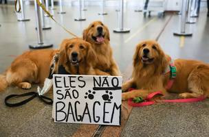 Após morte de Joca, tutores se manifestam no aeroporto de Brasília (Foto: Fábio Rodrigues Pozzebom/ Agência Brasil)