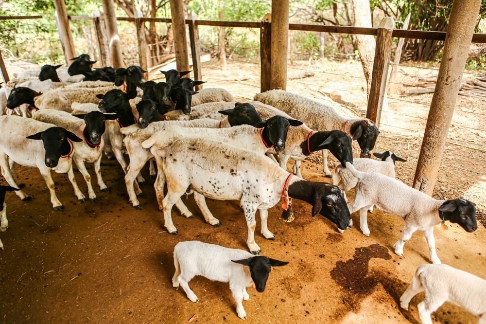 Produção de ovinos e caprinos no Piauí fortalece a renda de pequenos produtores