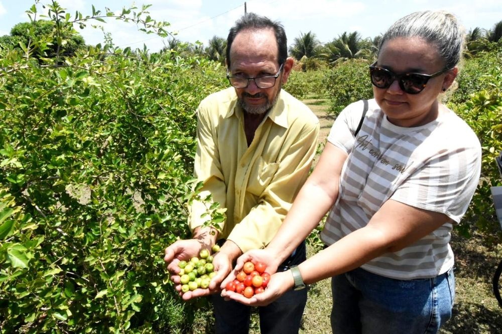 Piauí exporta acerola dos Tabuleiros Litorâneos de Parnaíba para os EUA e Europa