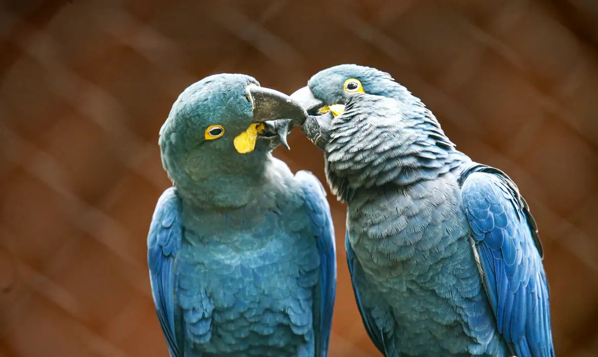 Ameaçada de extinção, mais uma arara-azul-de-lear nasce em São Paulo