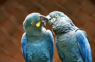 Ameaçada de extinção, mais uma arara-azul-de-lear nasce em São Paulo (Foto: Paulo Pinto/Agência Brasil)