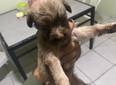 PM resgata e adota cãozinho abandonado em rodovia no Piauí
