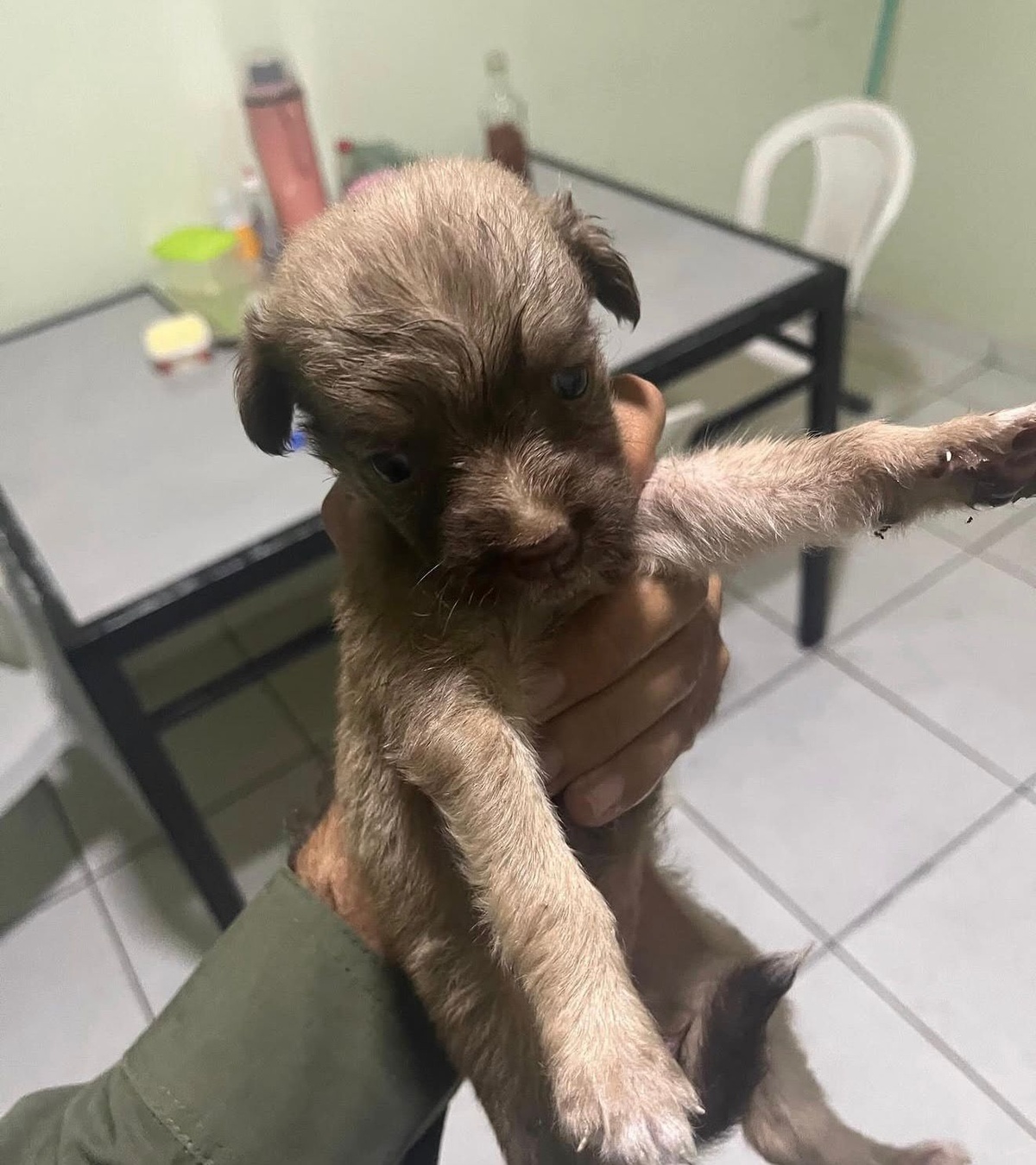 PM resgata e adota cãozinho abandonado em rodovia no Piauí