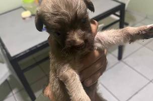 PM resgata e adota cãozinho abandonado em rodovia no Piauí (Foto: Divulgação)