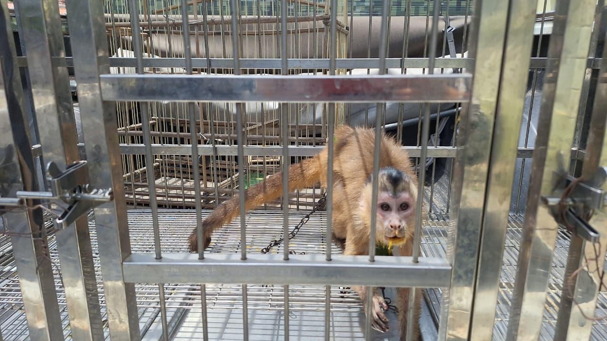 Polícia Militar resgata animais silvestres mantidos em cativeiro em Parnaíba
