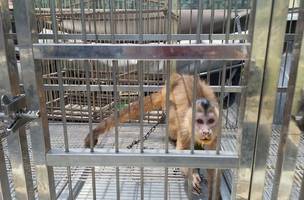 Polícia Militar resgata animais silvestres mantidos em cativeiro em Parnaíba (Foto: Divulgação)