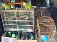 PRF resgata 14 aves silvestres mantidas em cativeiro ilegal no Piauí