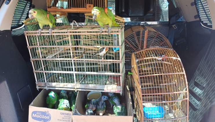 PRF resgata 14 aves silvestres mantidas em cativeiro ilegal no Piauí