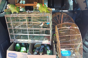 PRF resgata 14 aves silvestres mantidas em cativeiro ilegal no Piauí (Foto: Divulgação)