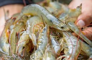 Produção de camarão no Piauí cresce 23% e movimenta R$ 85 milhões em 2024 (Foto: Divulgação)