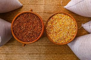 SAF incentiva produção sustentável de alimentos na agricultura familiar (Foto: Divulgação)