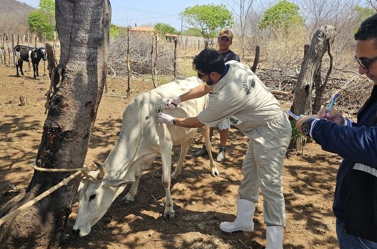 Adapi intensifica campanha de vacinação contra a brucelose no Piauí