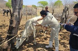 Adapi intensifica campanha de vacinação contra a brucelose no Piauí (Foto: Divulgação)