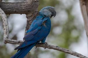 Ararinhas-azuis recapturadas testam positivo para vírus letal (Foto: ICMBio)