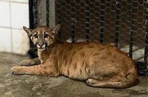 Centro de Triagem atua na reabilitação de espécies vítimas de queimadas no Piauí (Foto: Divulgação)
