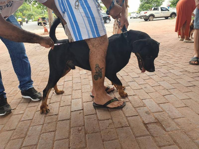 FMS inicia campanha de vacinação contra raiva a partir do dia 22 em Teresina