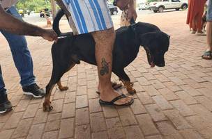 FMS inicia campanha de vacinação contra raiva a partir do dia 22 em Teresina (Foto: Divulgação)