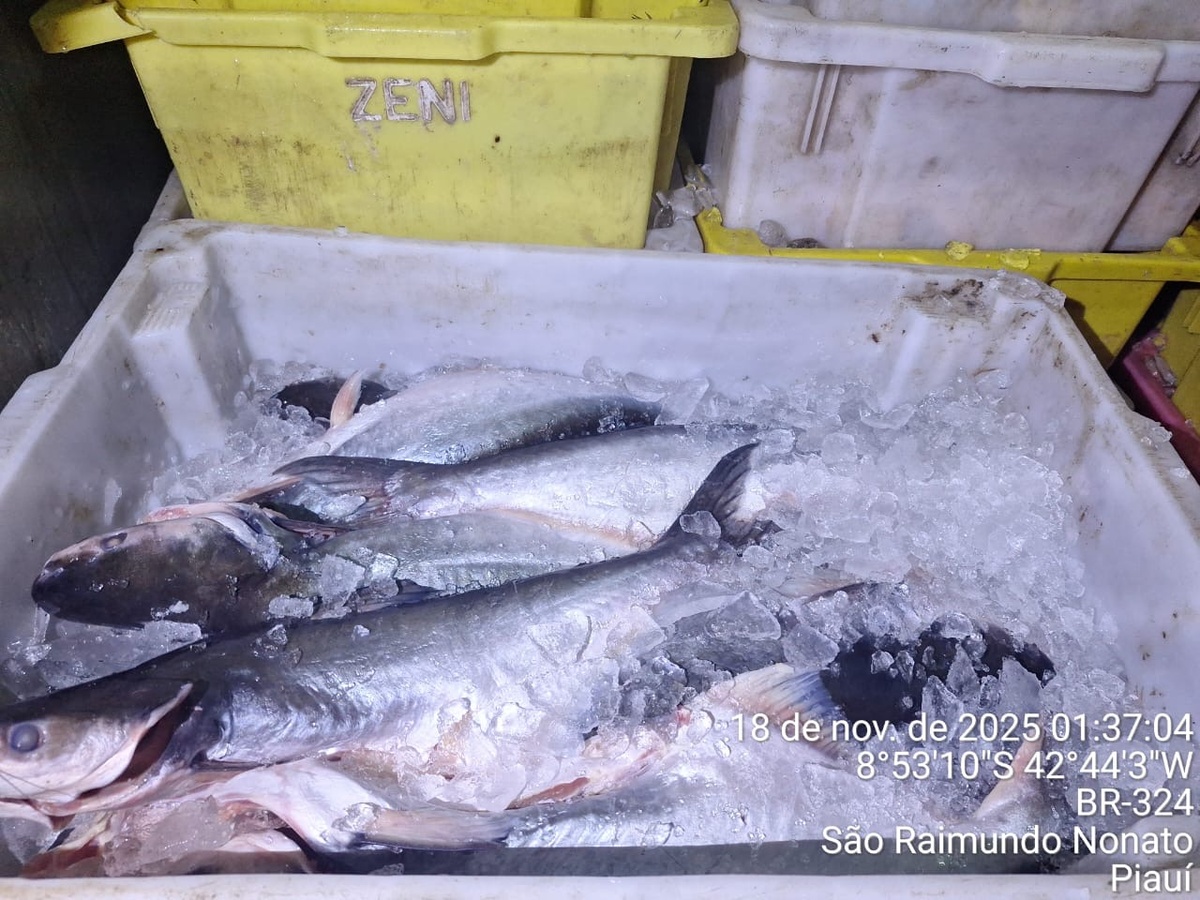 Polícia apreende uma tonelada de pescado irregular e veículo durante operação