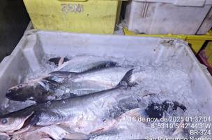 Polícia apreende uma tonelada de pescado irregular e veículo durante operação (Foto: Divulgação)