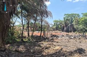 Ação da Semarh confirma desmatamento ilegal no Recanto das Palmeiras em Teresina (Foto: Divulgação)