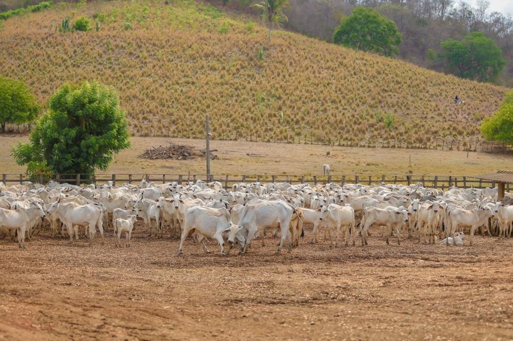 Febre aftosa: mercado bovino do Piauí para outros estados cresce 24%